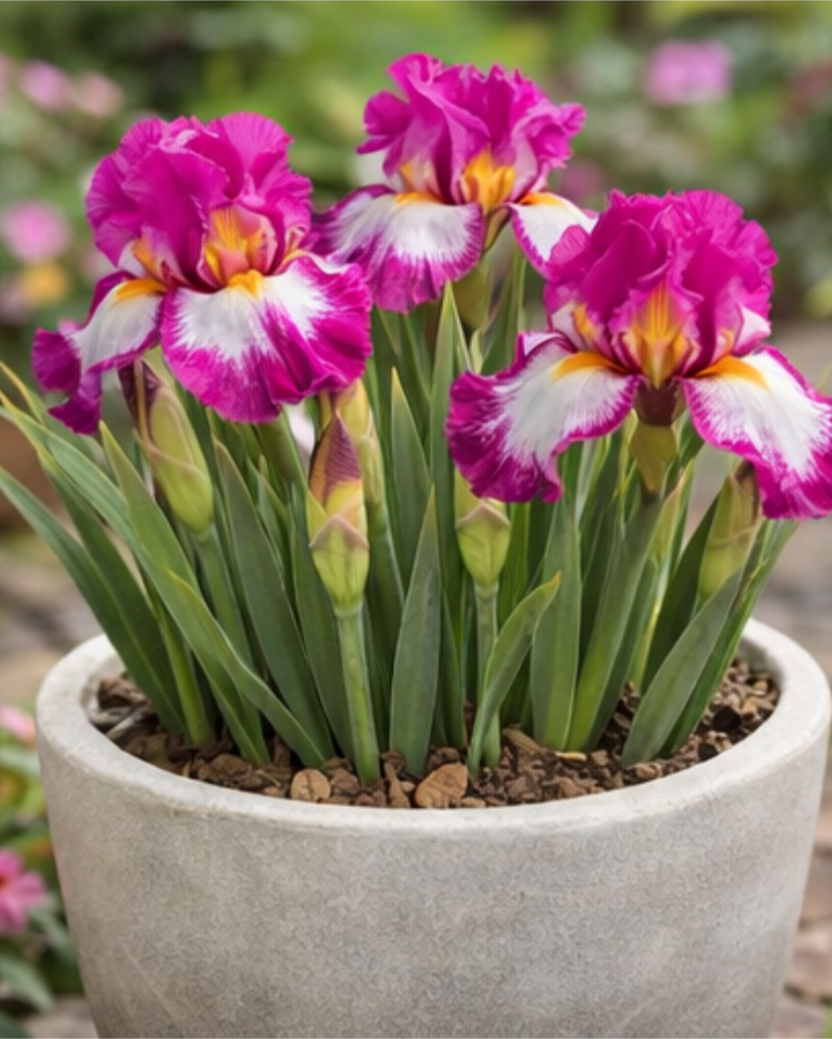 🔥Hot Sale🔥-💐Iris Bulbs🌸