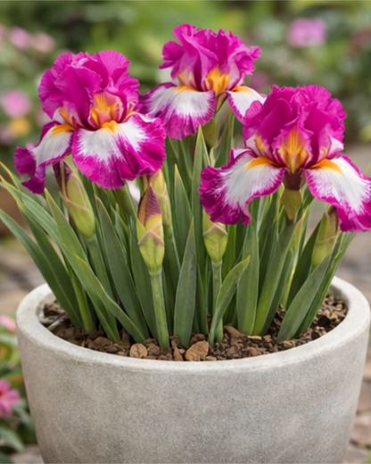 🔥Hot Sale🔥-💐Iris Bulbs🌸