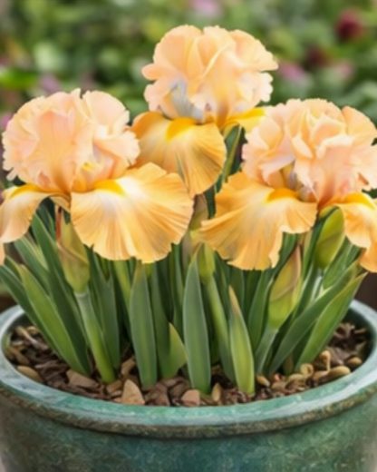 🔥Hot Sale🔥-💐Iris Bulbs🌸