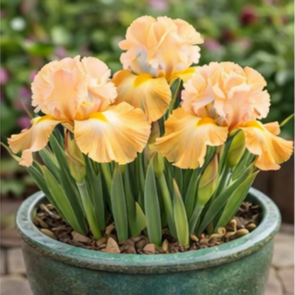 🔥Hot Sale🔥-💐Iris Bulbs🌸