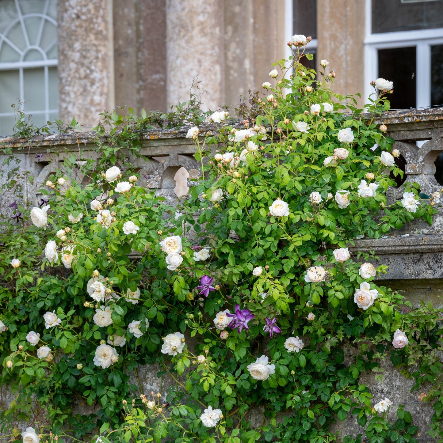 White Climbing Rose Seeds