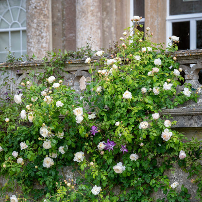 White Climbing Rose Seeds