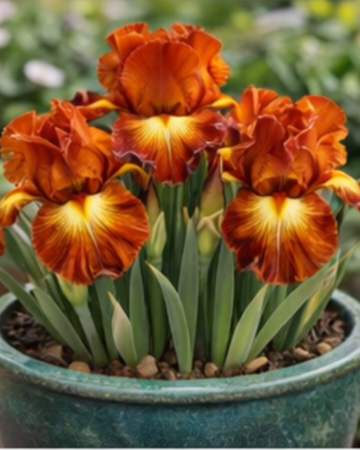🔥Hot Sale🔥-💐Iris Bulbs🌸
