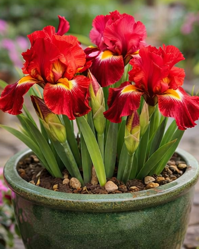 🔥Hot Sale🔥-💐Iris Bulbs🌸