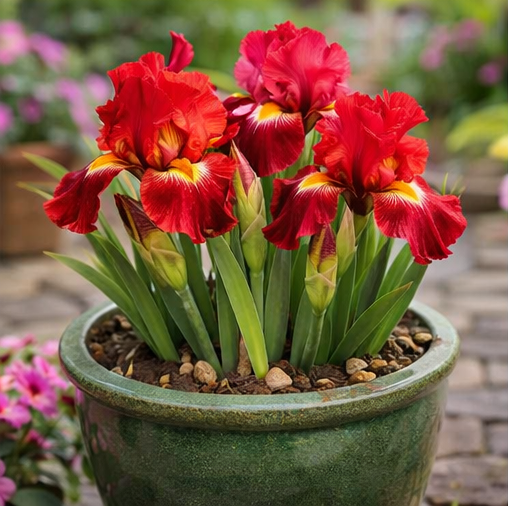 🔥Hot Sale🔥-💐Iris Bulbs🌸