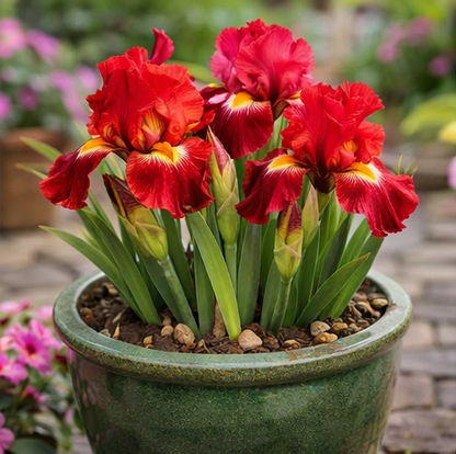 🔥Hot Sale🔥-💐Iris Bulbs🌸