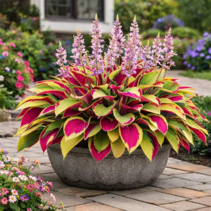 🌿 Shade-Loving Hosta Bulbs — Easy, Lush Growth Year After Year