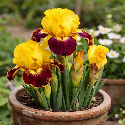 🔥Hot Sale🔥-💐Iris Bulbs🌸