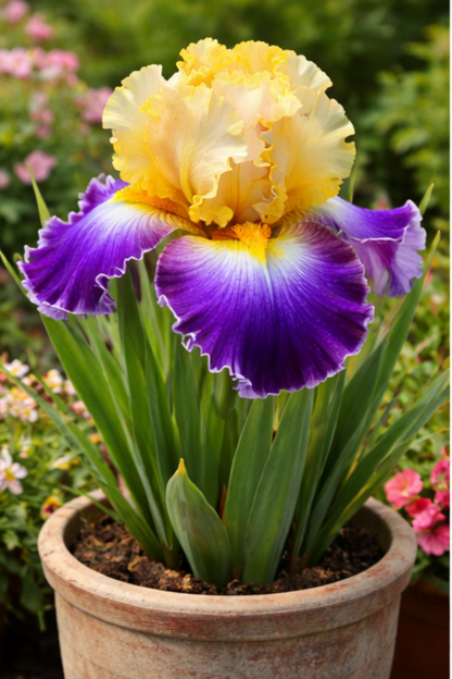 🔥Hot Sale🔥-💐Iris Bulbs🌸