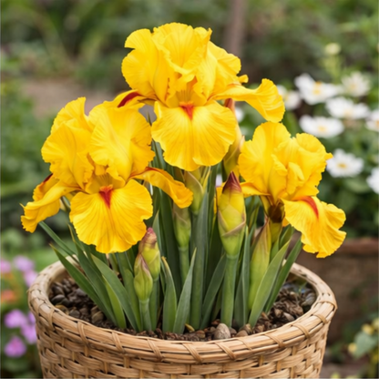 🔥Hot Sale🔥-💐Iris Bulbs🌸