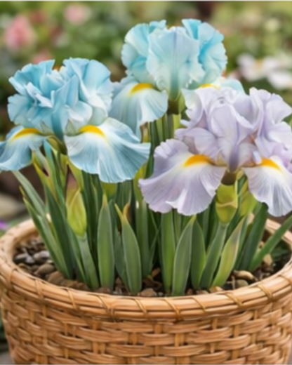🔥Hot Sale🔥-💐Iris Bulbs🌸