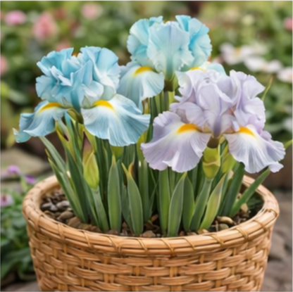 🔥Hot Sale🔥-💐Iris Bulbs🌸
