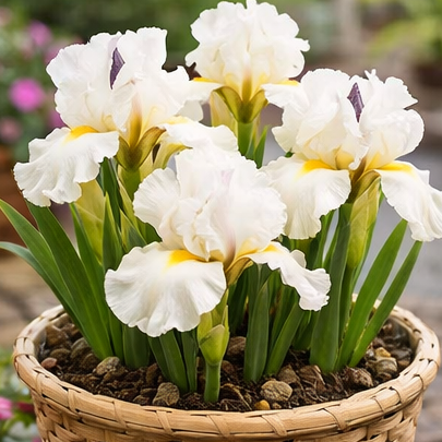 🔥Hot Sale🔥-💐Iris Bulbs🌸