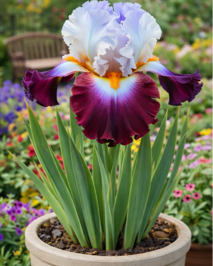 🔥Hot Sale🔥-💐Iris Bulbs🌸