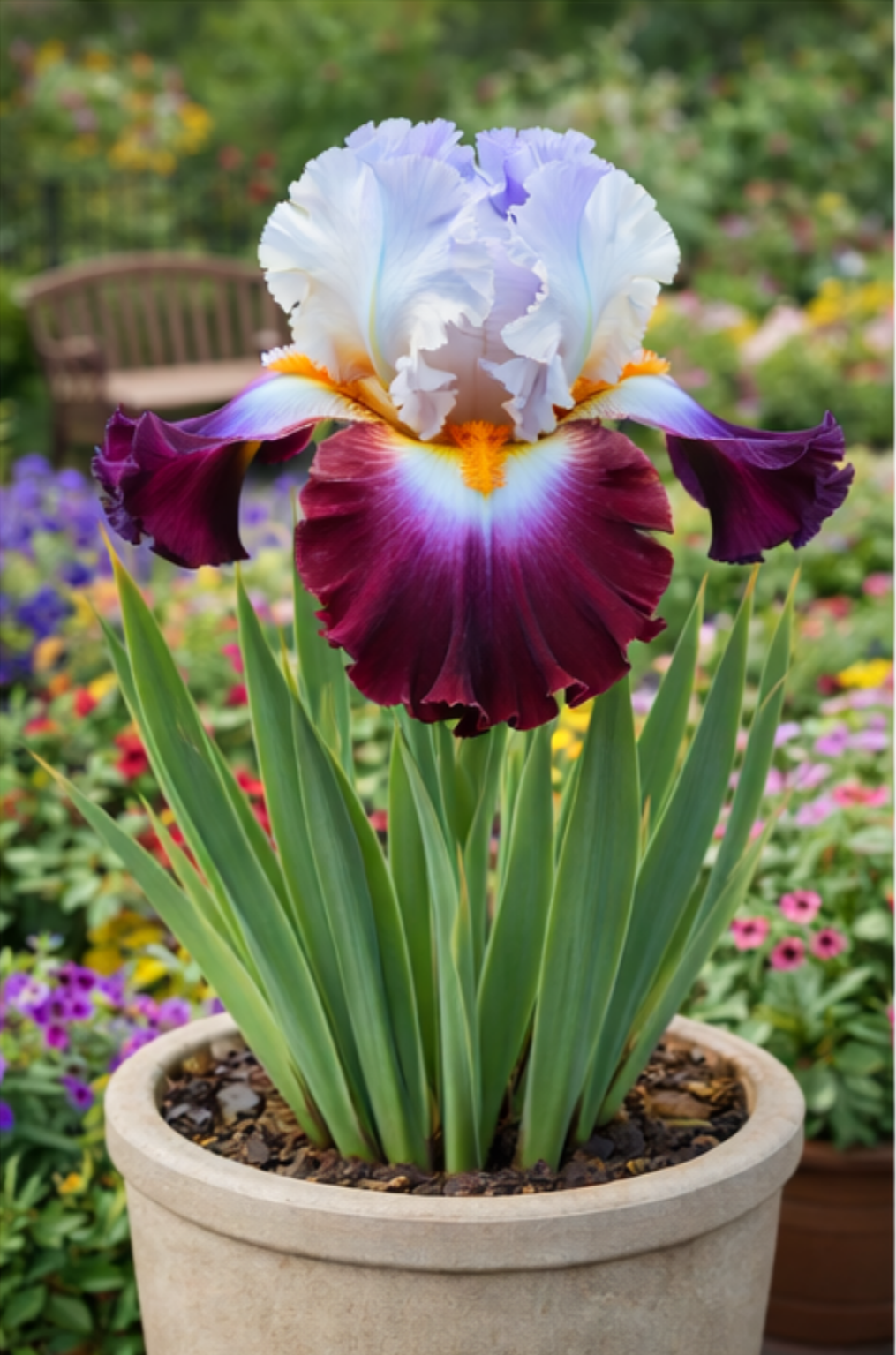 🔥Hot Sale🔥-💐Iris Bulbs🌸