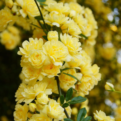 Yellow Banks Rose Seeds