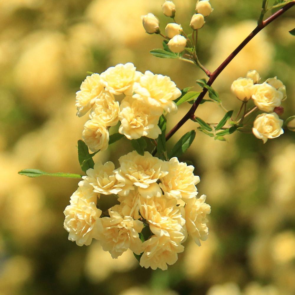 Yellow Banks Rose Seeds