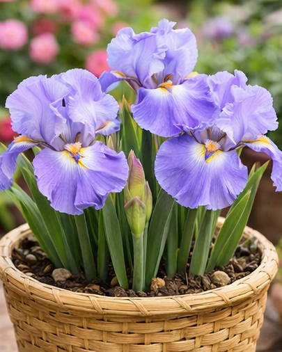 🔥Hot Sale🔥-💐Iris Bulbs🌸