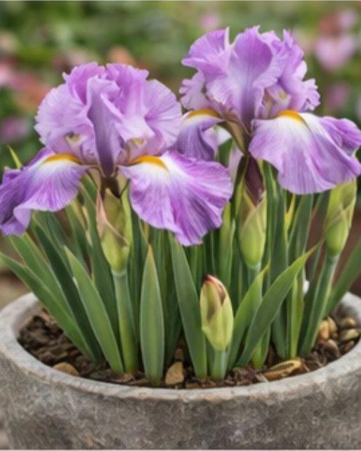 🔥Hot Sale🔥-💐Iris Bulbs🌸