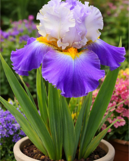 🔥Hot Sale🔥-💐Iris Bulbs🌸