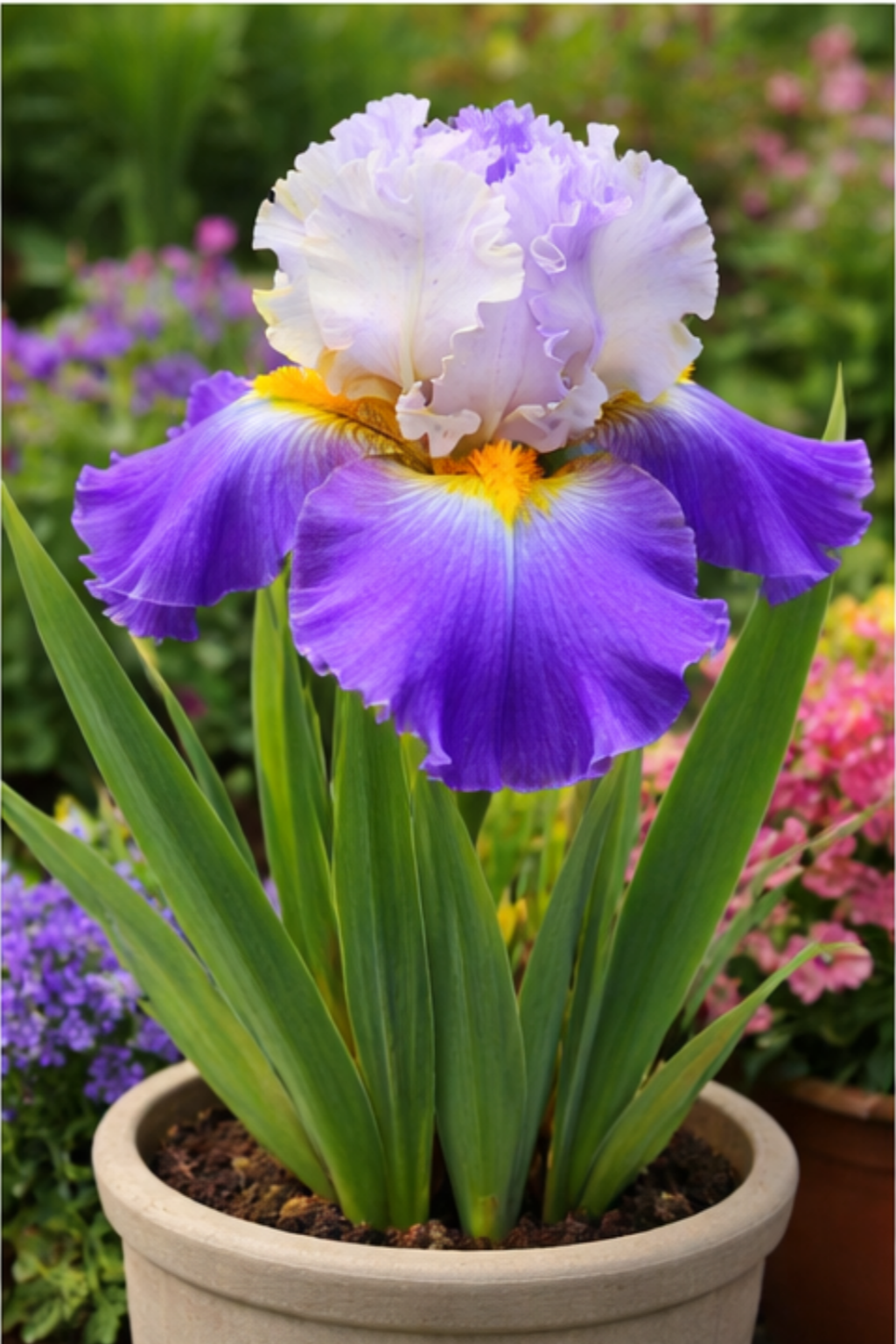 🔥Hot Sale🔥-💐Iris Bulbs🌸