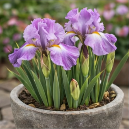 🔥Hot Sale🔥-💐Iris Bulbs🌸