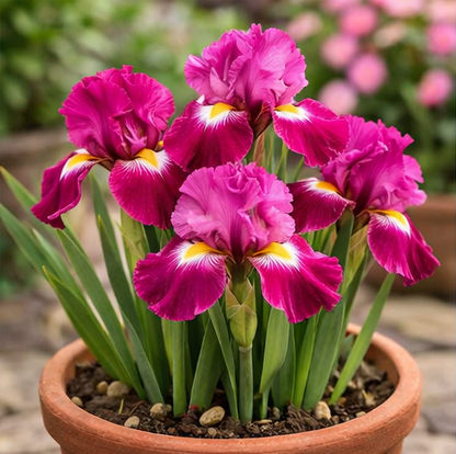 🔥Hot Sale🔥-💐Iris Bulbs🌸