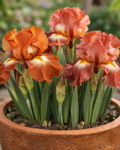 🔥Hot Sale🔥-💐Iris Bulbs🌸