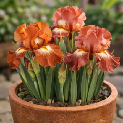 🔥Hot Sale🔥-💐Iris Bulbs🌸