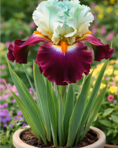 🔥Hot Sale🔥-💐Iris Bulbs🌸