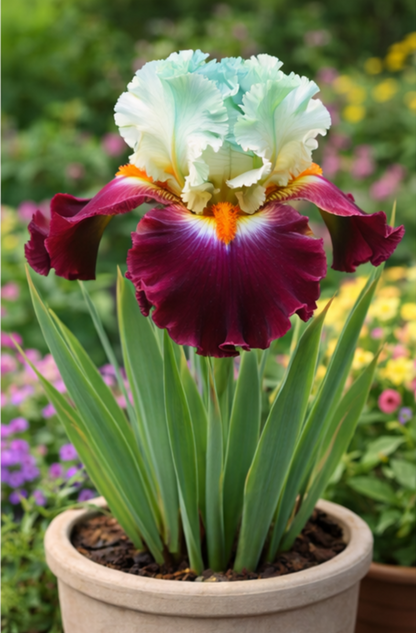 🔥Hot Sale🔥-💐Iris Bulbs🌸