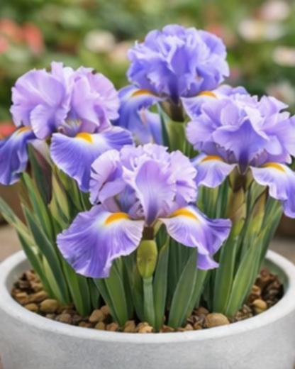 🔥Hot Sale🔥-💐Iris Bulbs🌸
