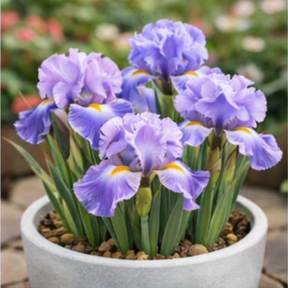 🔥Hot Sale🔥-💐Iris Bulbs🌸