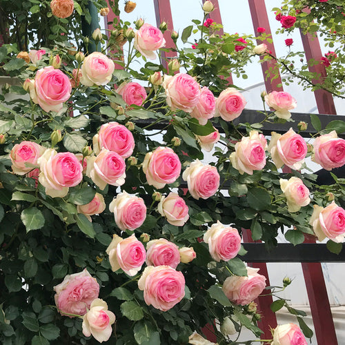 Pink Lady Rose Climbing Seeds