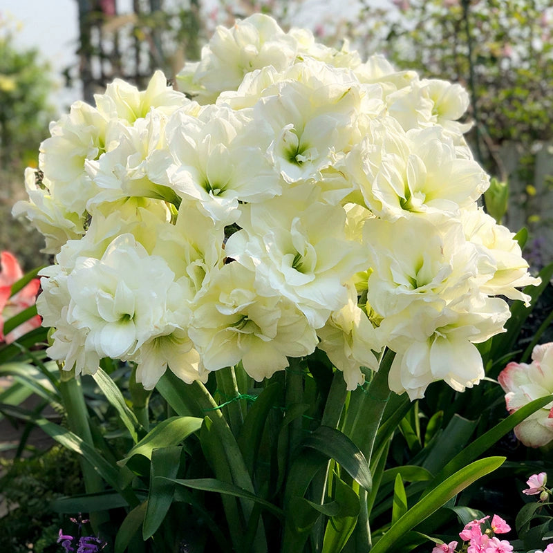 🌺 Amaryllis Bulbs | Grow Bold, Beautiful Blooms