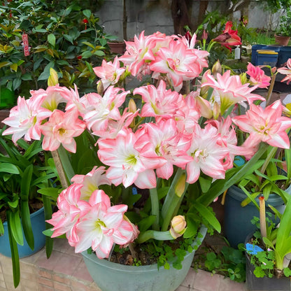 🌺 Amaryllis Bulbs | Grow Bold, Beautiful Blooms