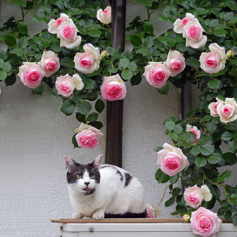 Pink Lady Rose Climbing Seeds