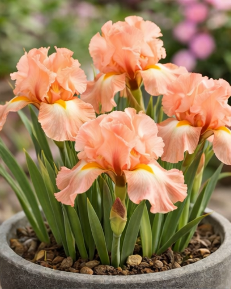 🔥Hot Sale🔥-💐Iris Bulbs🌸