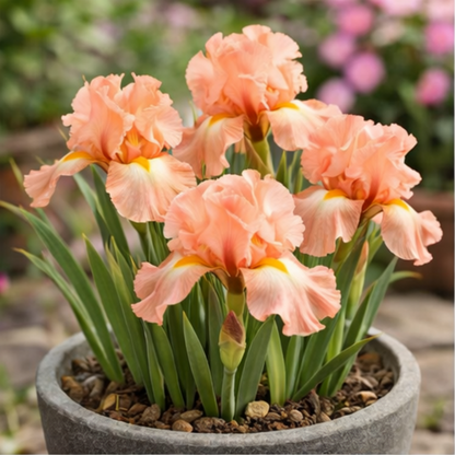 🔥Hot Sale🔥-💐Iris Bulbs🌸