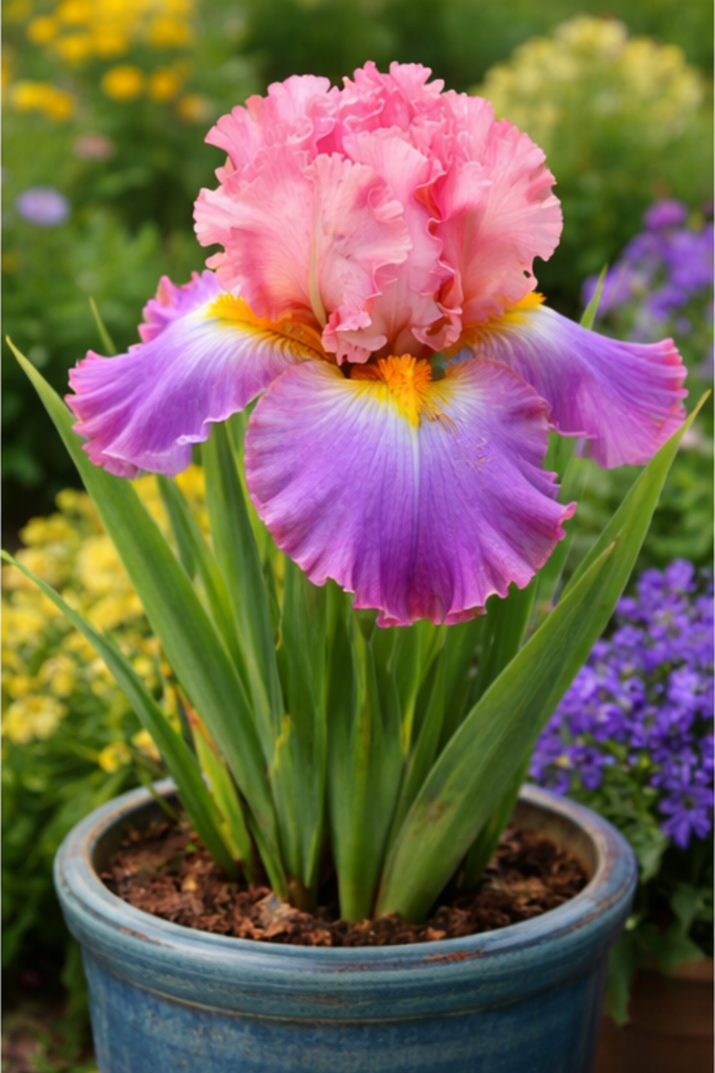 🔥Hot Sale🔥-💐Iris Bulbs🌸