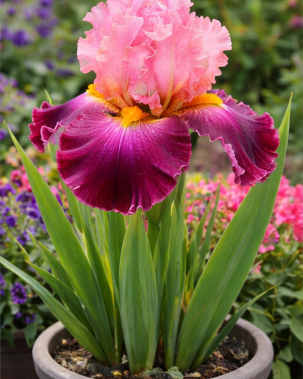 🔥Hot Sale🔥-💐Iris Bulbs🌸