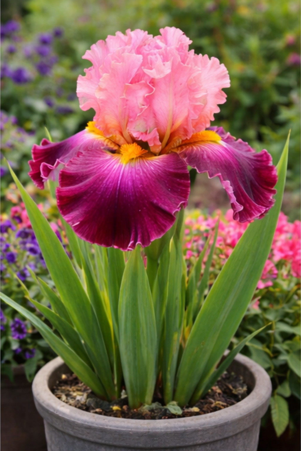 🔥Hot Sale🔥-💐Iris Bulbs🌸