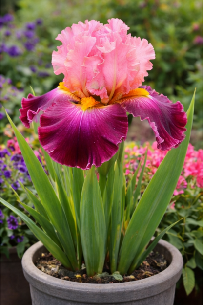 🔥Hot Sale🔥-💐Iris Bulbs🌸