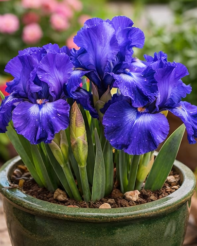 🔥Hot Sale🔥-💐Iris Bulbs🌸
