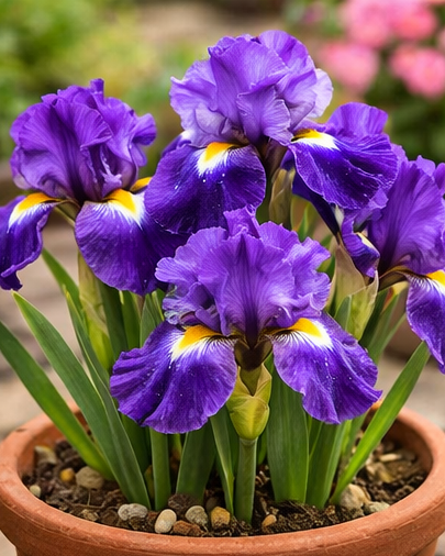 🔥Hot Sale🔥-💐Iris Bulbs🌸
