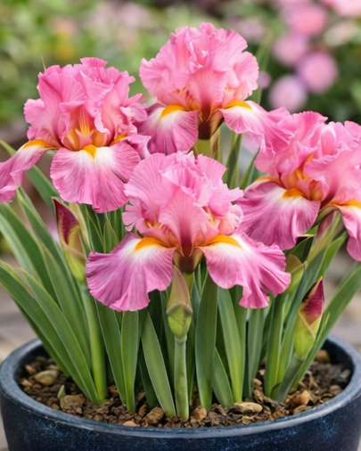 🔥Hot Sale🔥-💐Iris Bulbs🌸