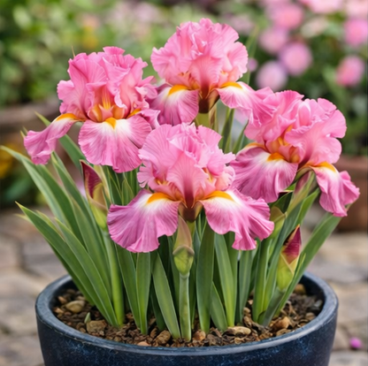 🔥Hot Sale🔥-💐Iris Bulbs🌸