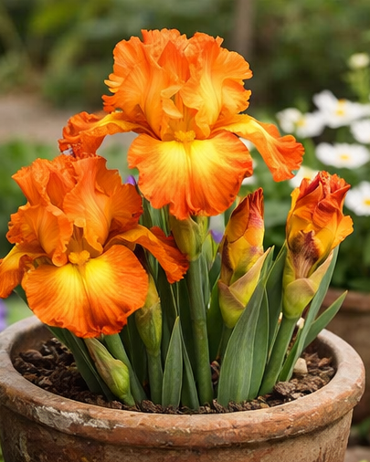 🔥Hot Sale🔥-💐Iris Bulbs🌸