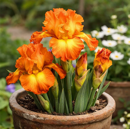 🔥Hot Sale🔥-💐Iris Bulbs🌸