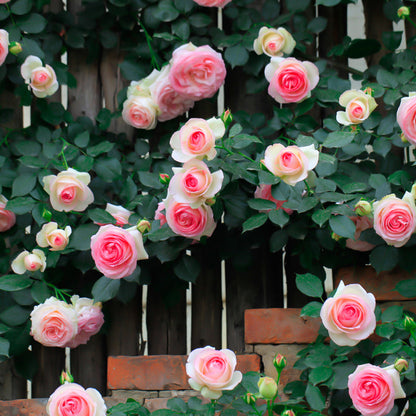 Pink Lady Rose Climbing Seeds